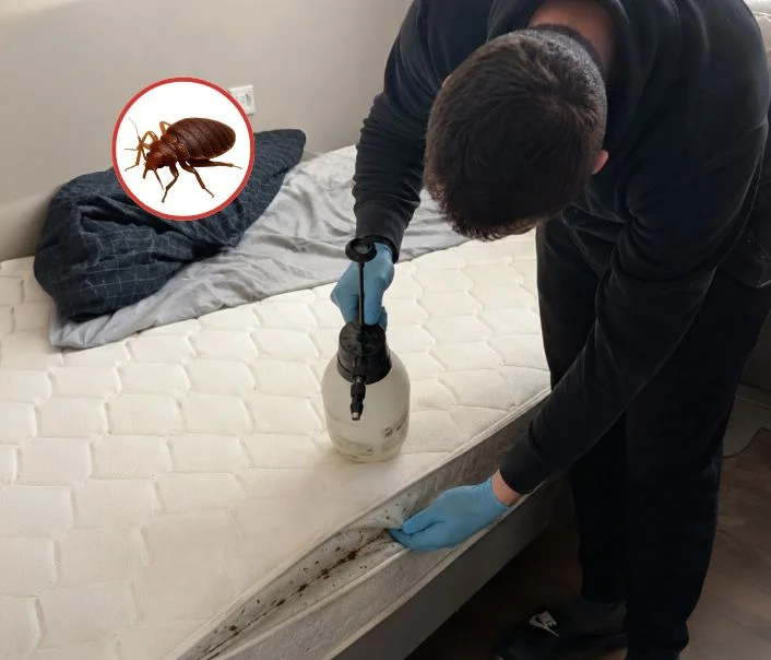 Technicien traitant un matelas contre les punaises de lit à Le Plessis-Robinson